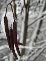 Catkins in the snow, Blackheath P1070129